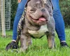 American Bulldog