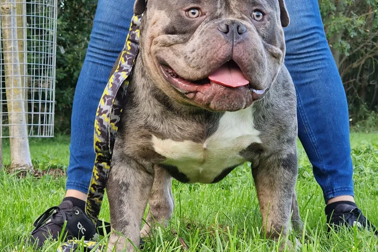 American Bulldog