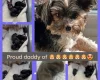 Biewer Terrier