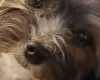 Biewer Terrier