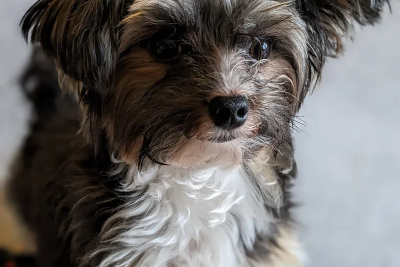 Biewer Terrier