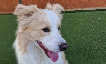 Border Collie