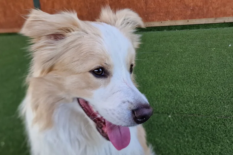 Border Collie