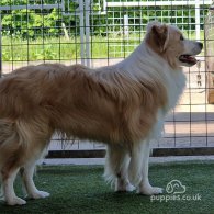 Border Collie