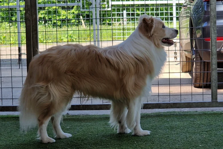 Border Collie