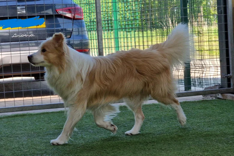 Border Collie