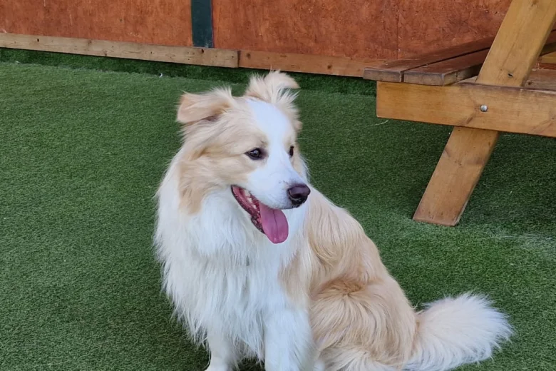 Border Collie