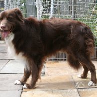 Border Collie