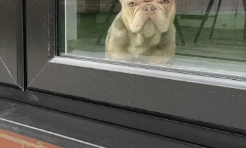 French Bulldog