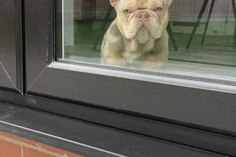 French Bulldog