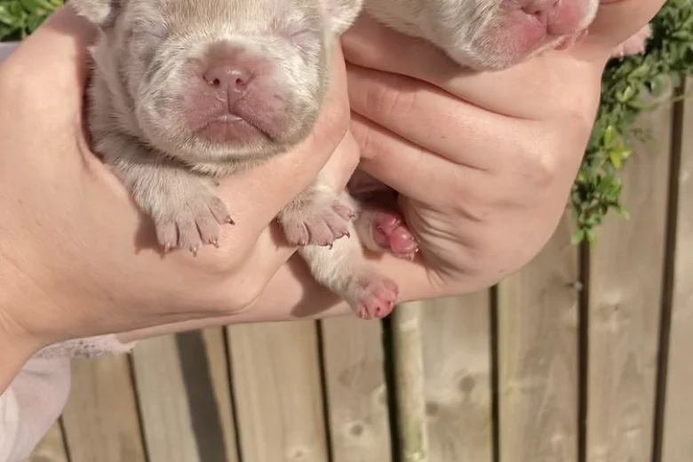 French Bulldog