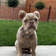 French Bulldog