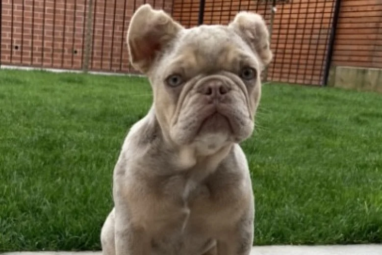 French Bulldog
