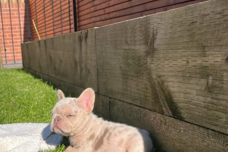 French Bulldog