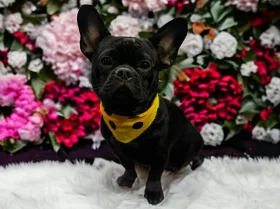 French Bulldog