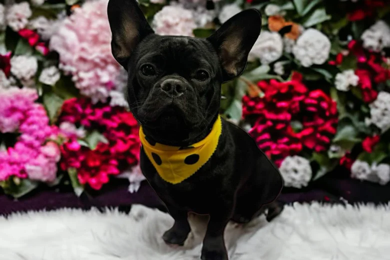 French Bulldog