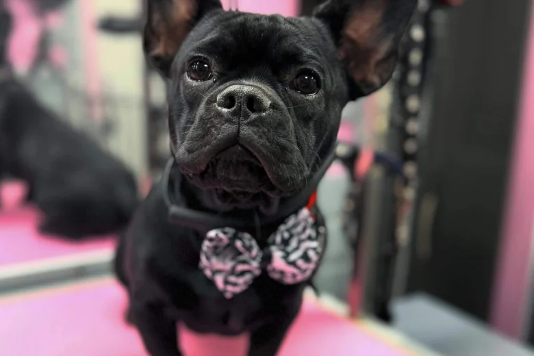 French Bulldog