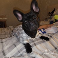 French Bulldog