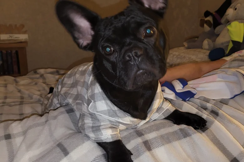 French Bulldog