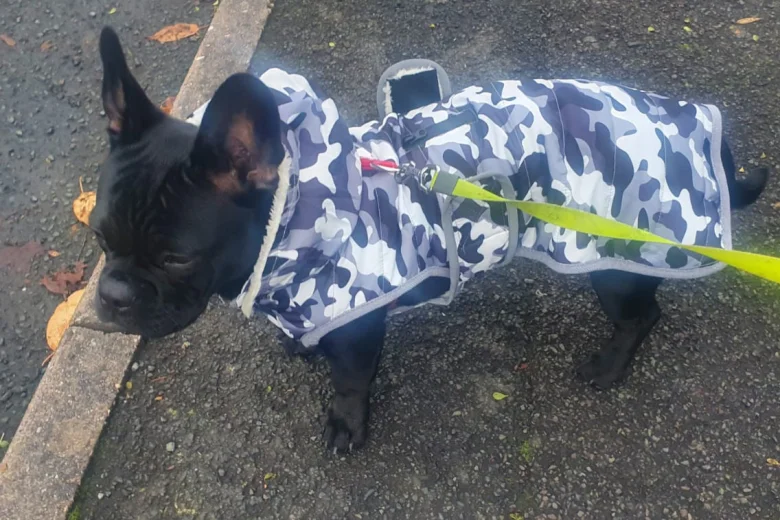 French Bulldog