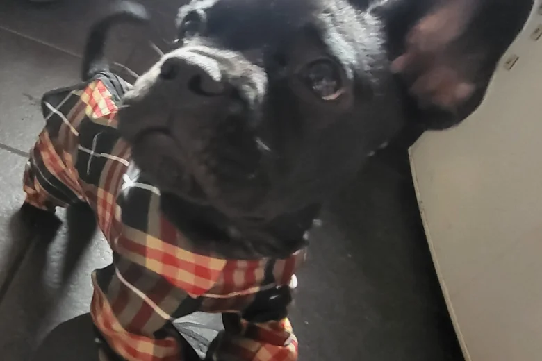 French Bulldog