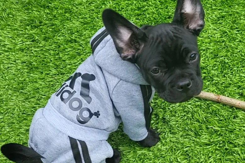 French Bulldog