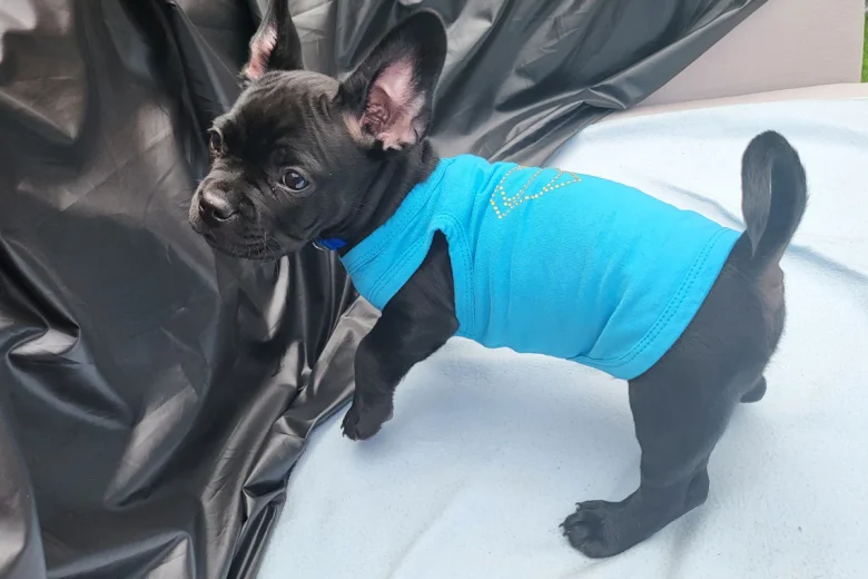 French Bulldog