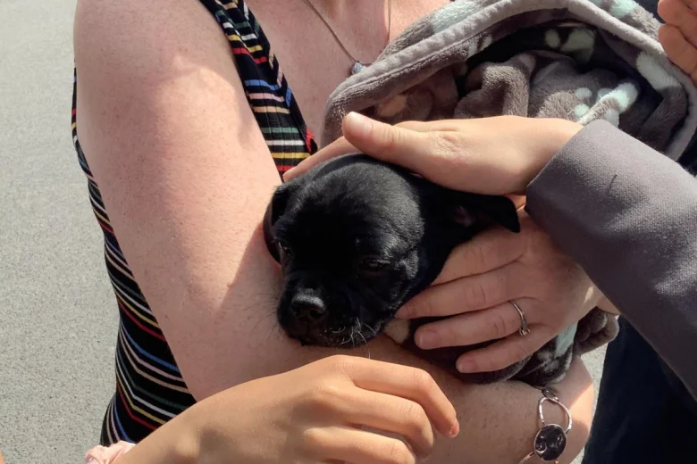 French Bulldog