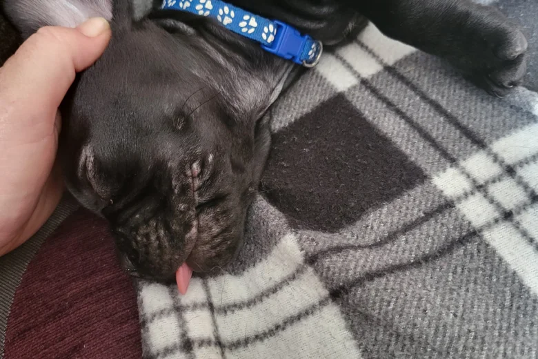 French Bulldog