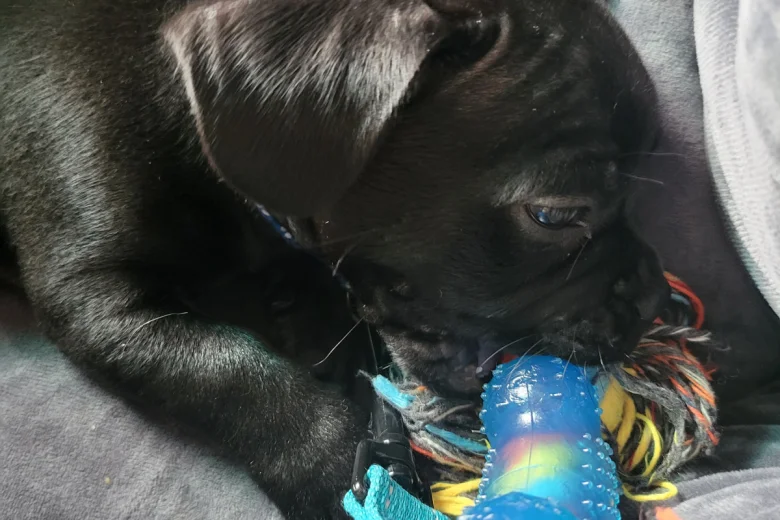 French Bulldog