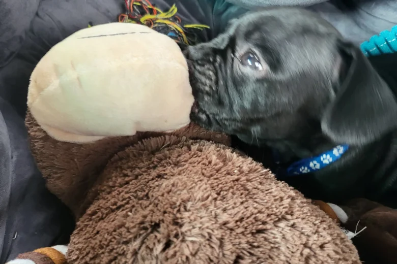 French Bulldog