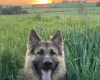 German Shepherd (Alsatian)