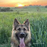 German Shepherd (Alsatian)