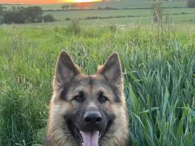 German Shepherd (Alsatian)