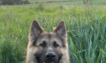 German Shepherd (Alsatian)