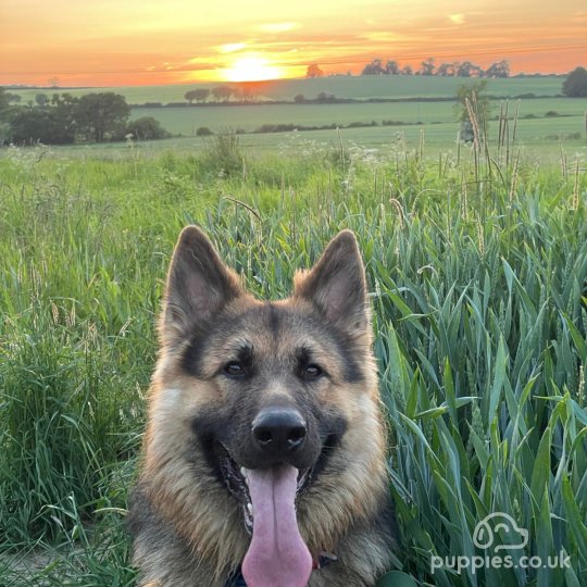 German Shepherd (Alsatian)