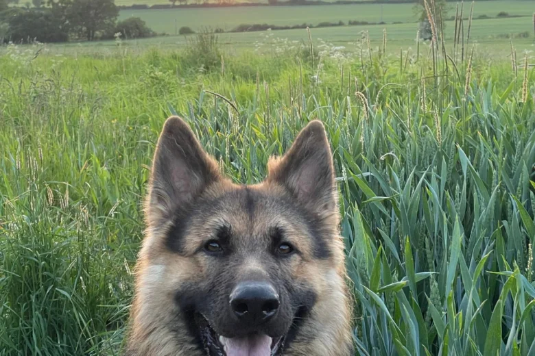 German Shepherd (Alsatian)