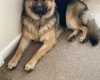 German Shepherd (Alsatian)