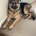 German Shepherd (Alsatian)