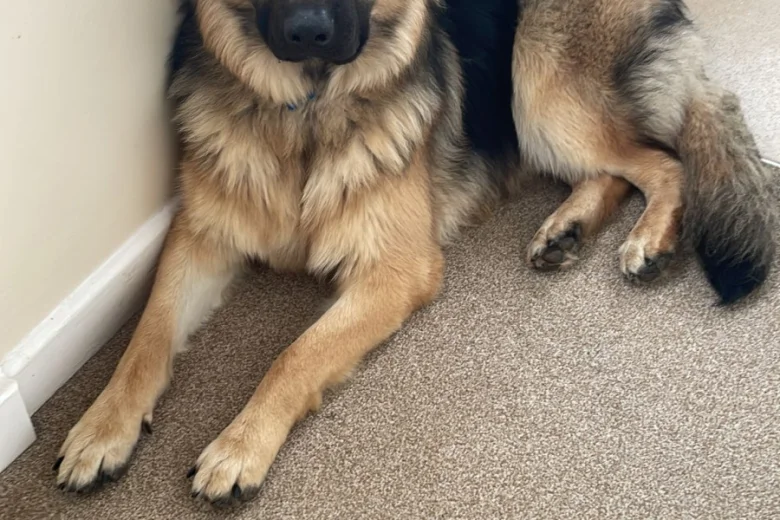 German Shepherd (Alsatian)