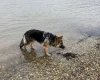 German Shepherd (Alsatian)