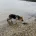 German Shepherd (Alsatian)