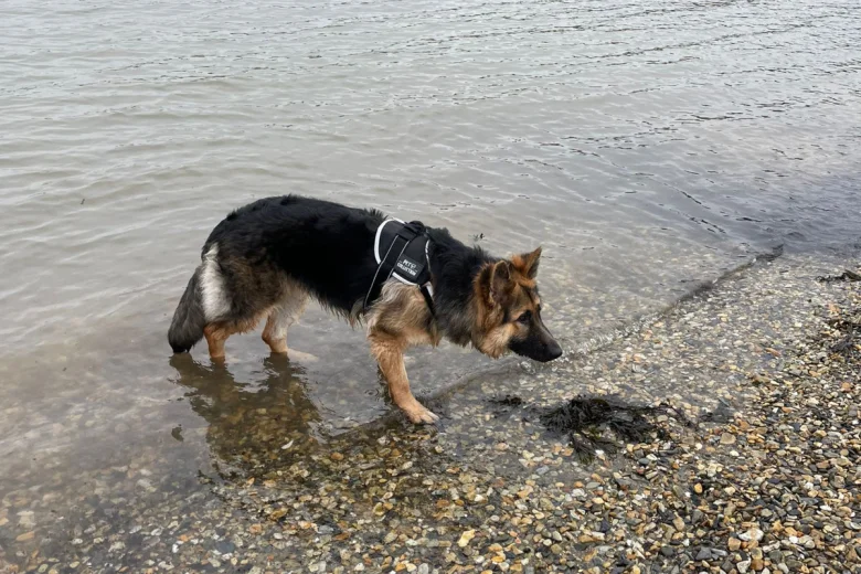 German Shepherd (Alsatian)