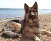 German Shepherd (Alsatian)
