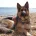 German Shepherd (Alsatian)