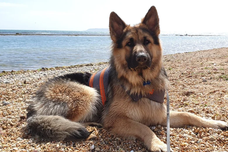 German Shepherd (Alsatian)