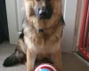 German Shepherd (Alsatian)