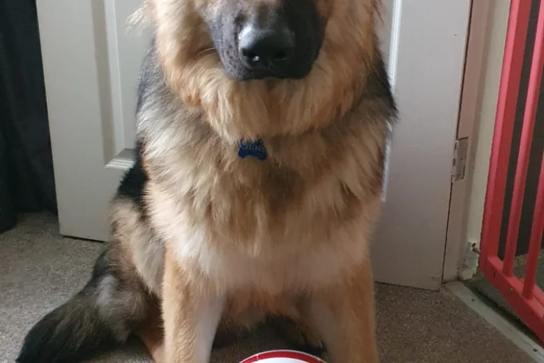 German Shepherd (Alsatian)