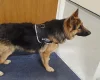 German Shepherd (Alsatian)