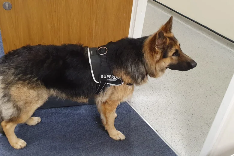 German Shepherd (Alsatian)